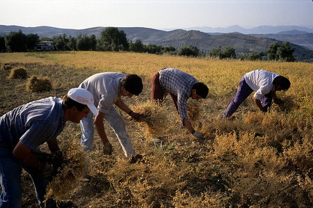 Andalusia, Spain
Chickpea harvesting